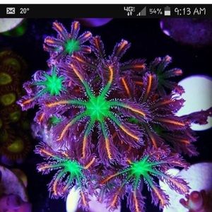 Meet your Posher, Dan